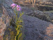 Big Stone National Wildlife Refuge