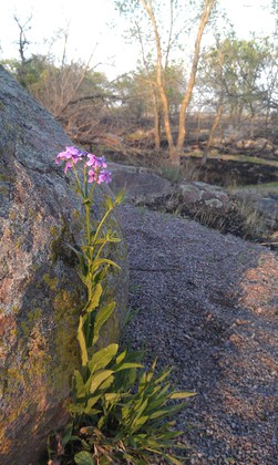 Big Stone National Wildlife Refuge