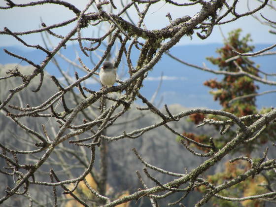 Black National Forest
