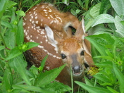 Shenandoah National Park