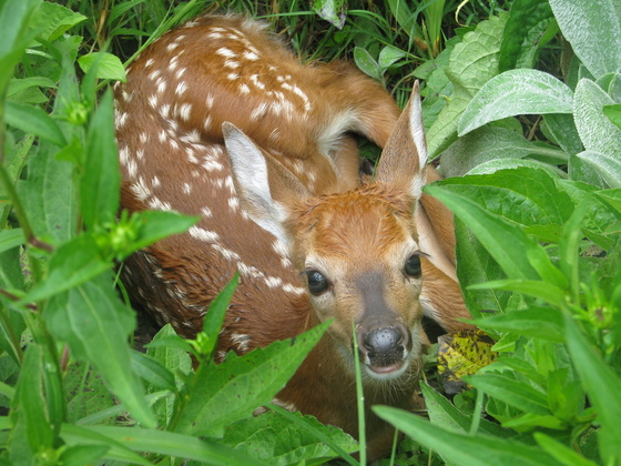 Shenandoah National Park