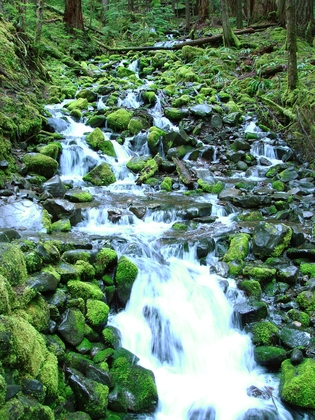 Olympic National Park