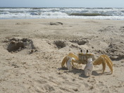 Back Bay National Wildlife Refuge