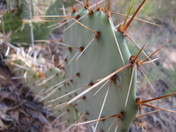 arches national park