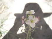 Big Bend National park