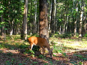 Chickamauga and Chattanooga National Military Park