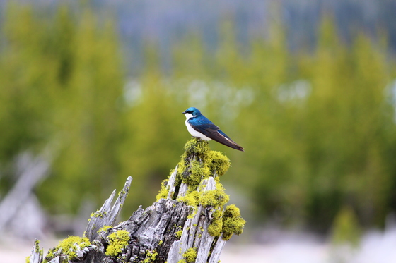 Yellowstone National Park