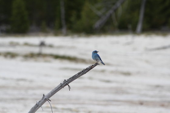 Yellowstone National Park
