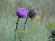 National Bison Range/Montana