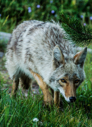 Yellowstone/Grand Teton  National Park