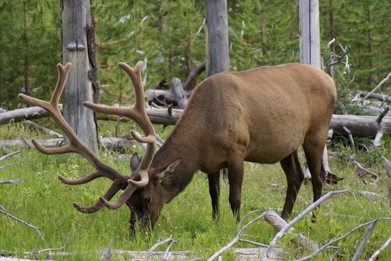 Yellowstone National Park