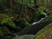 Appalachin Trail, White Mountains National Forest
