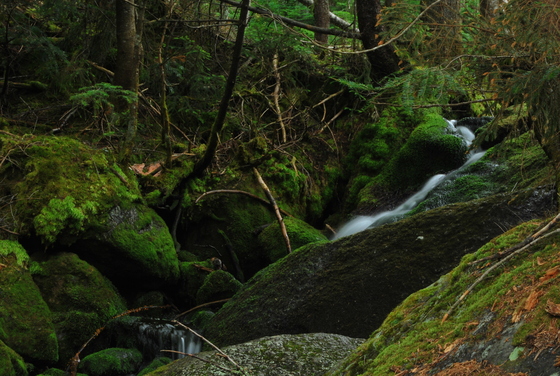 Appalachin Trail, White Mountains National Forest