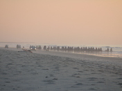 Assateague National Seashore