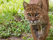 Shenandoah National Park