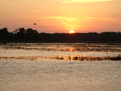 BLACKWATER NATIONAL WILDLIFE REFUGE