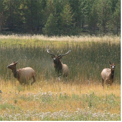yellowstone national park