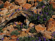 Lassen Volcanic National Park