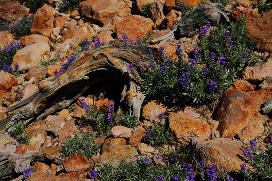 Lassen Volcanic National Park