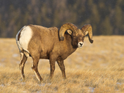 Shoshone National Forest