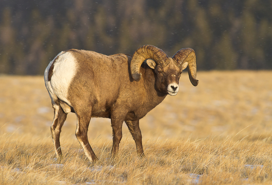 Shoshone National Forest