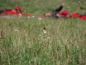 Cedar Creek Battlefield