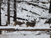 Kaibab National Forest In Winter