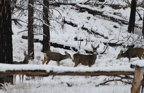 Kaibab National Forest In Winter