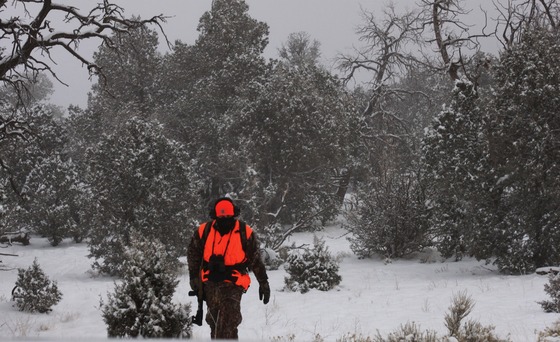 Kaibab National Forest Winter