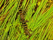 Everglades National Park