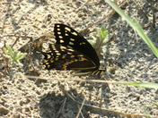 Cape Romain National Wildlife Refuge
