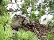 Rocky Mountian National Park