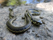 Sierra National Forest