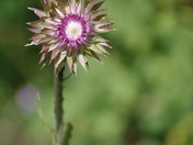 Soaptstone Basin, Uintah National Forest