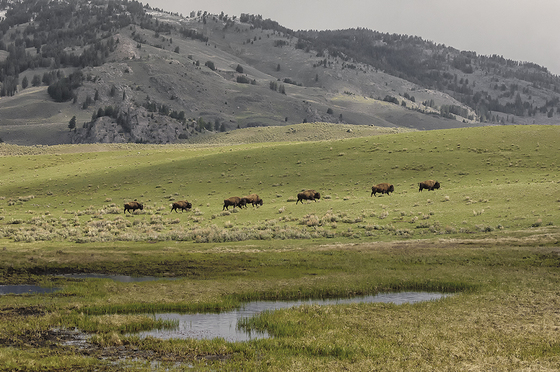 Yellowstone National Park