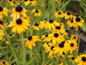 New River Gorge National River
