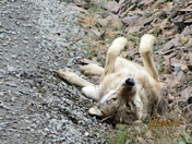Denali National Park Wilderness Area