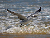 Chincoteague National Wildlife Refuge