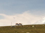 Rocky Mountain National Park