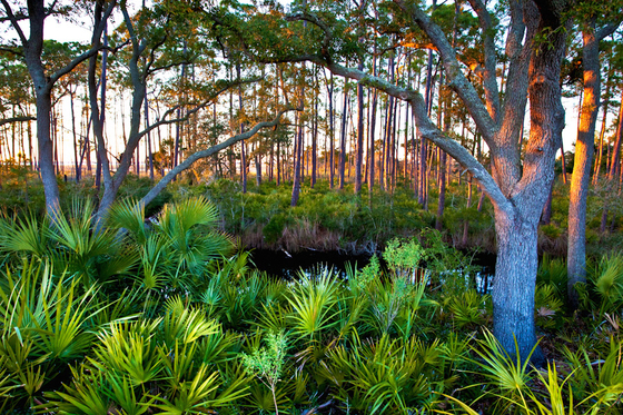 St Marks National Wildlife Refuge