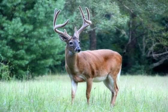 Great Smoky Mountains National Park