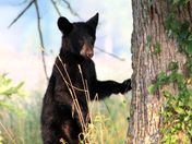 Great Smoky Mountains National Park