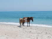 Assateague Island National Seashore