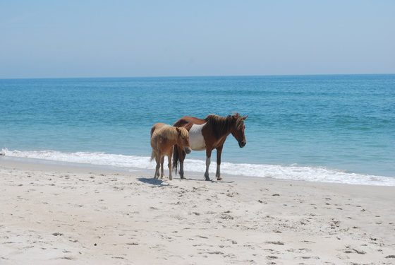 Assateague Island National Seashore