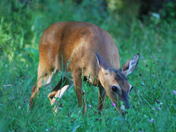 Smokey Mountains National Park