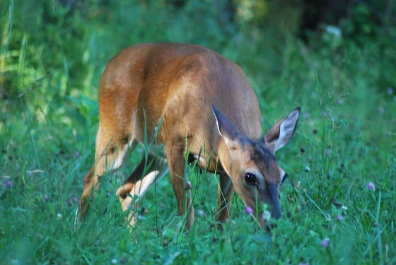 Smokey Mountains National Park
