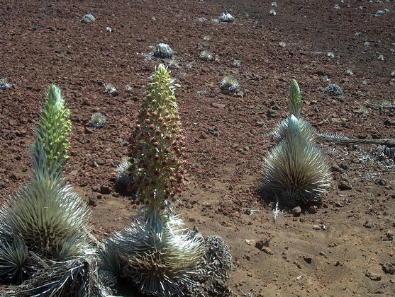 Haleakala National Park