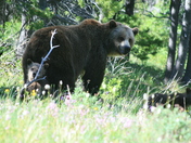 Glacier National Park