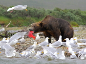 Katmai National Park