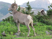 Glacier National Park